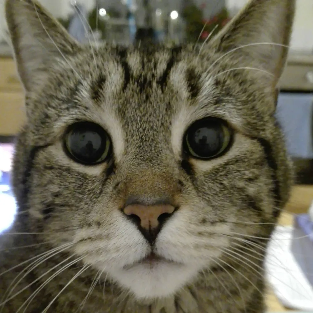 holly4kj.bsky.social's profile picture