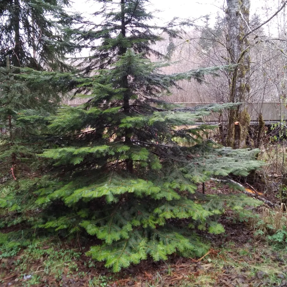 varied-thrush.bsky.social's profile picture