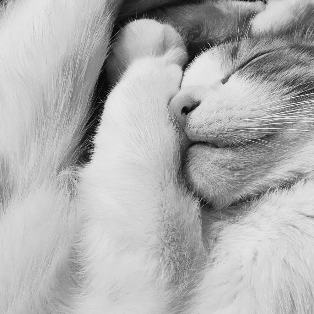 ohadcadji.bsky.social's profile picture