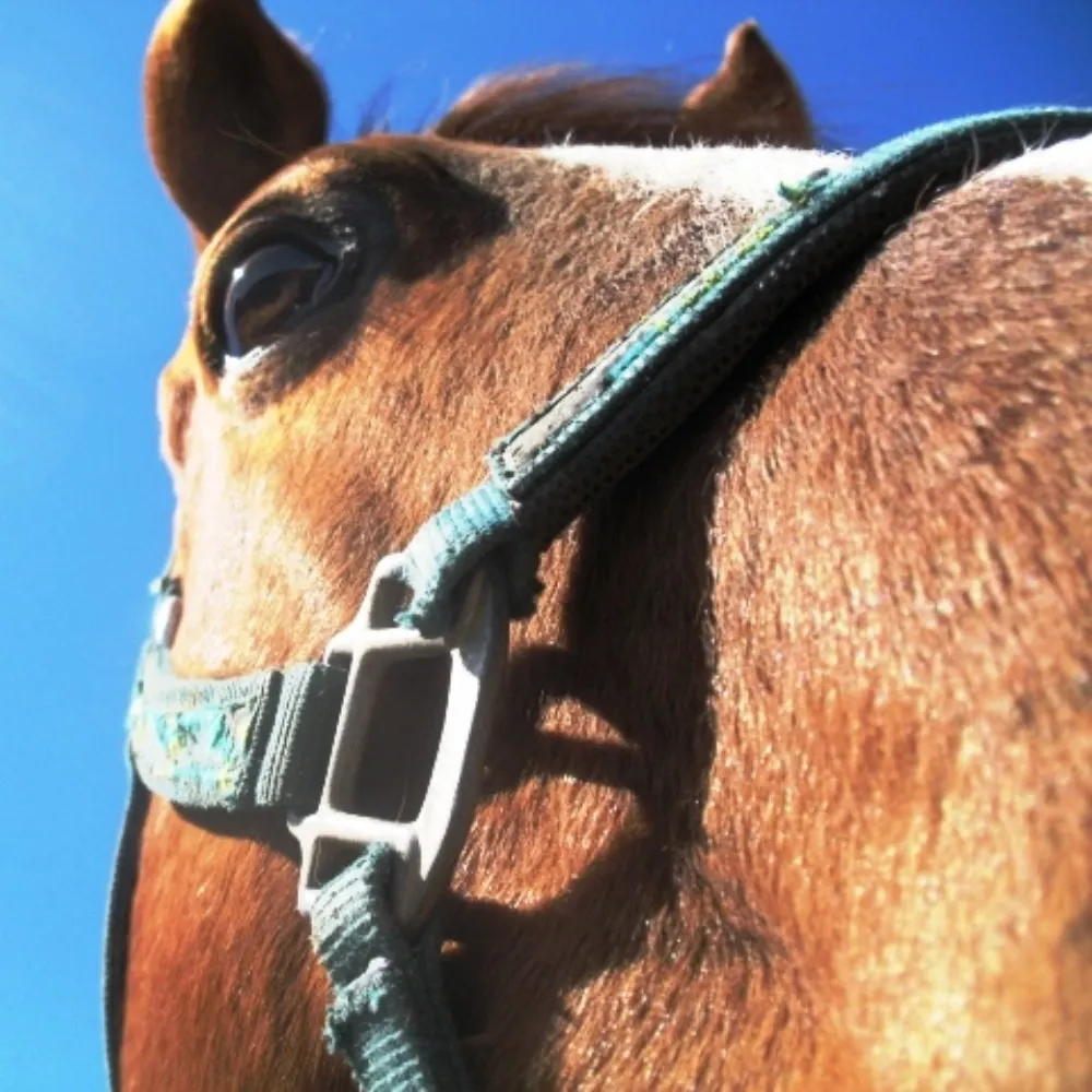 bernardleclair.bsky.social's profile picture