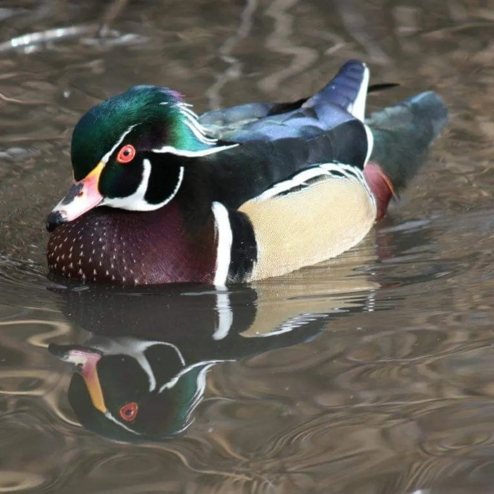 beckyann47.bsky.social's profile picture