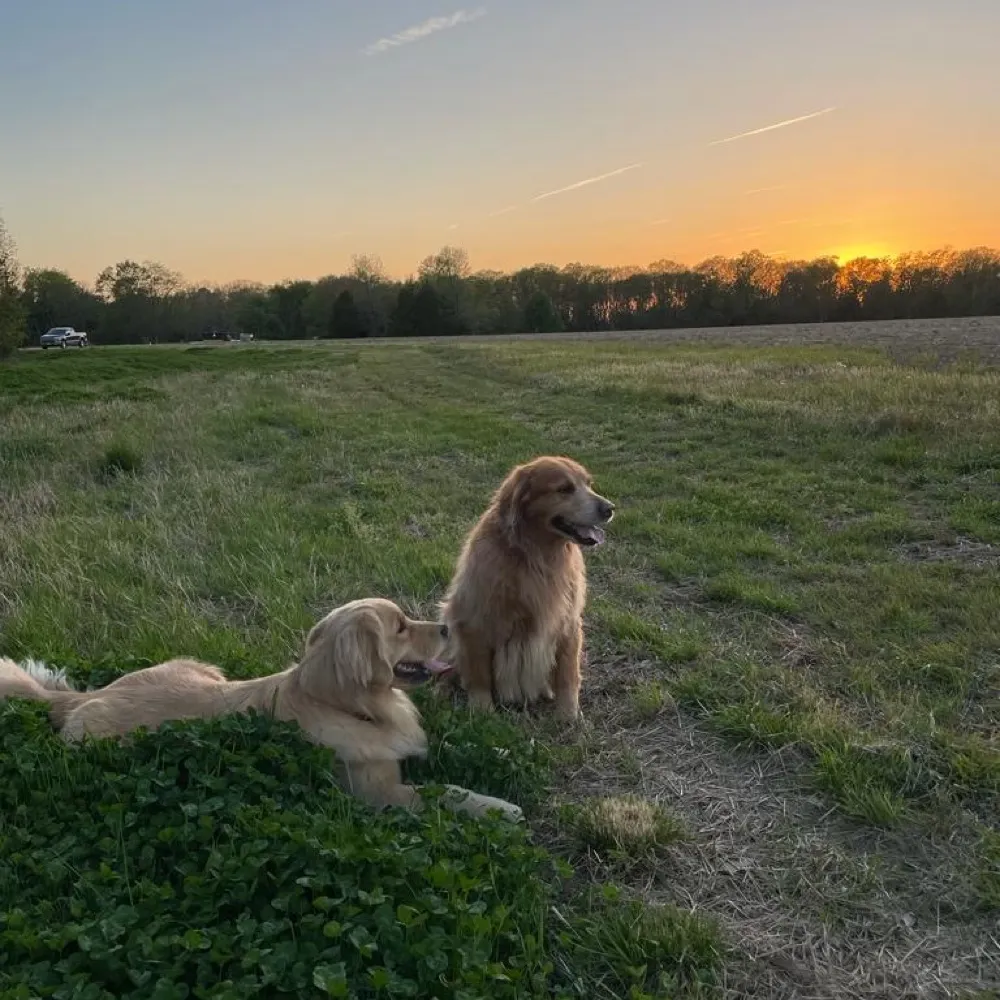 marylandfarmer.bsky.social's profile picture