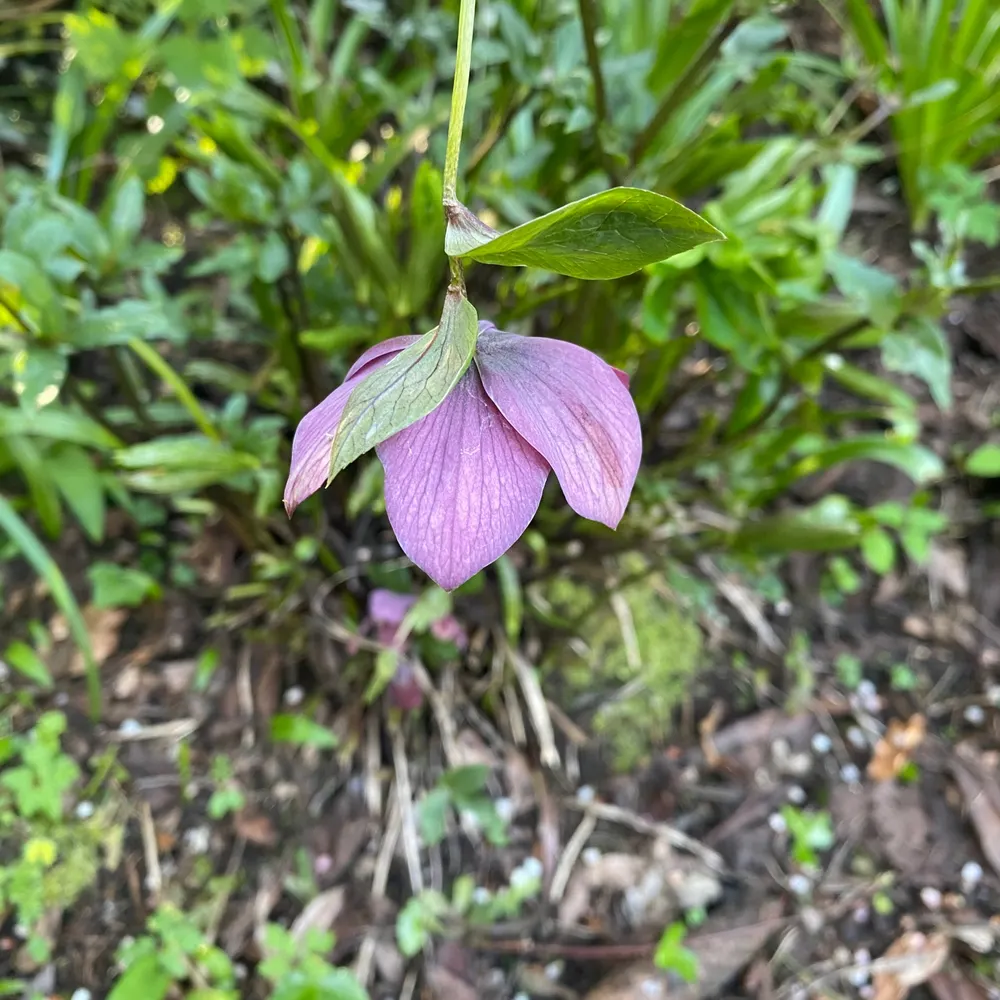 johanndoorley.bsky.social's profile picture