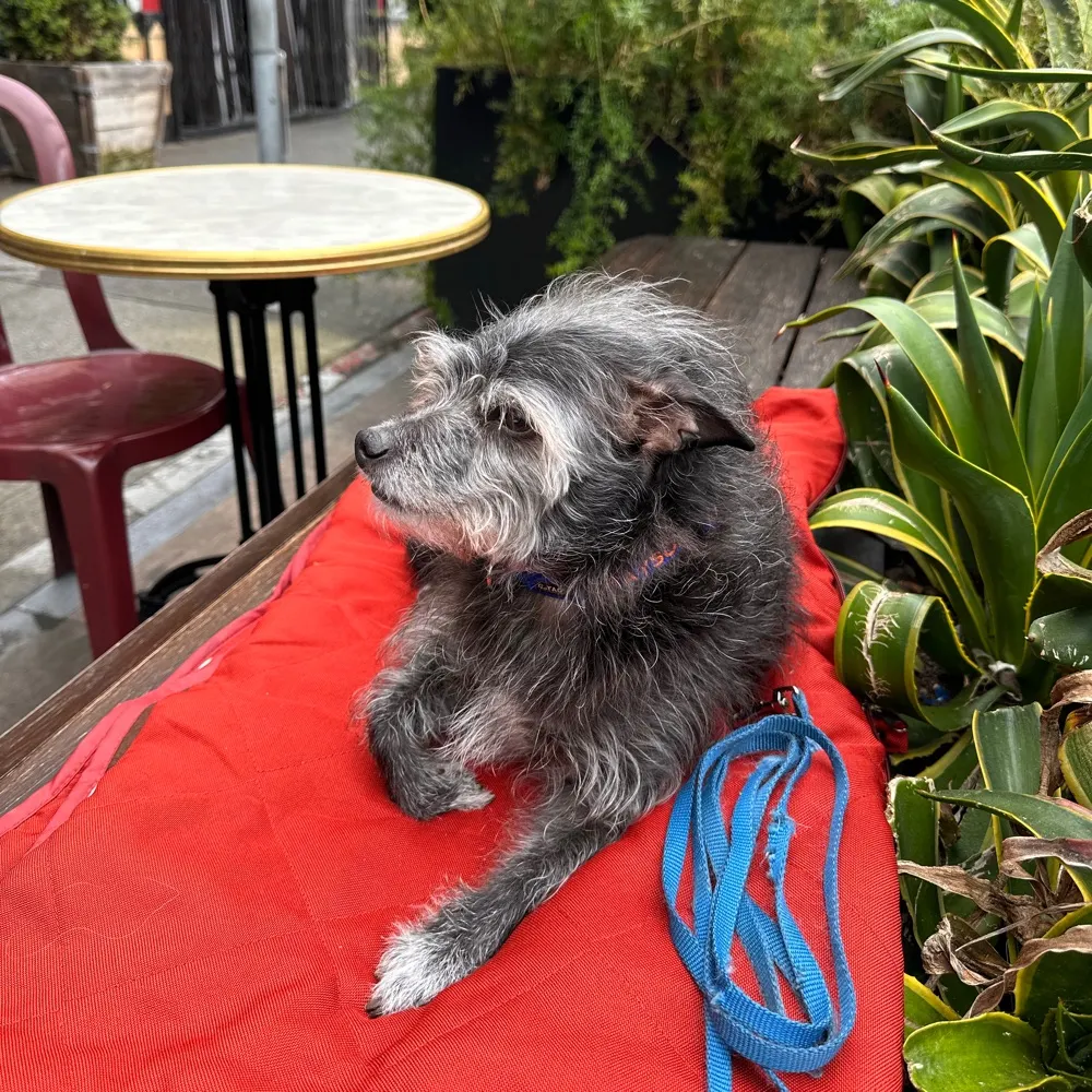 ira.bsky.social's profile picture