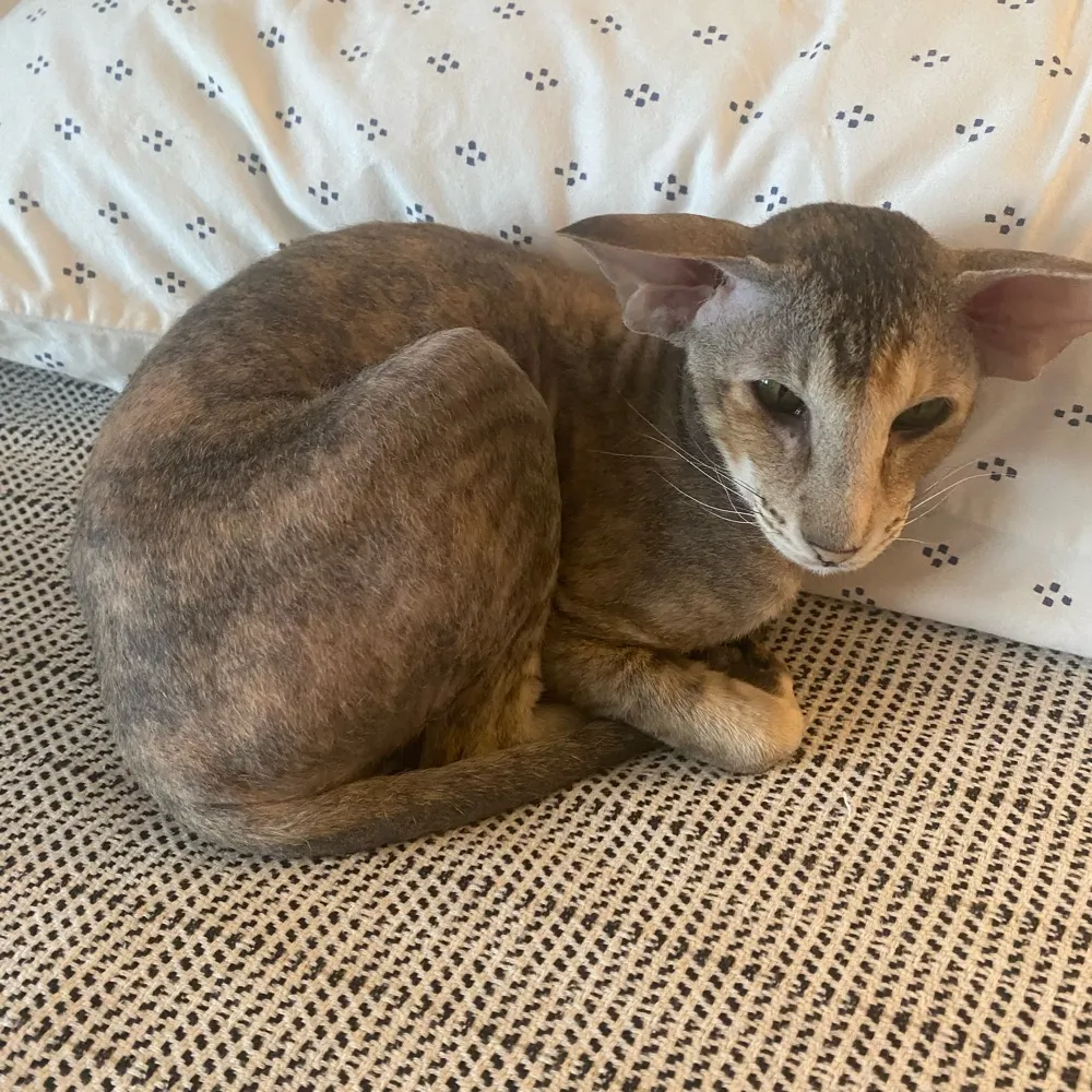 catlady0218.bsky.social's profile picture