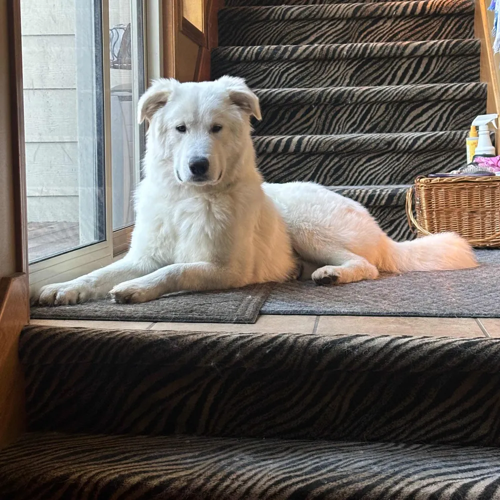 votingrights.bsky.social's profile picture