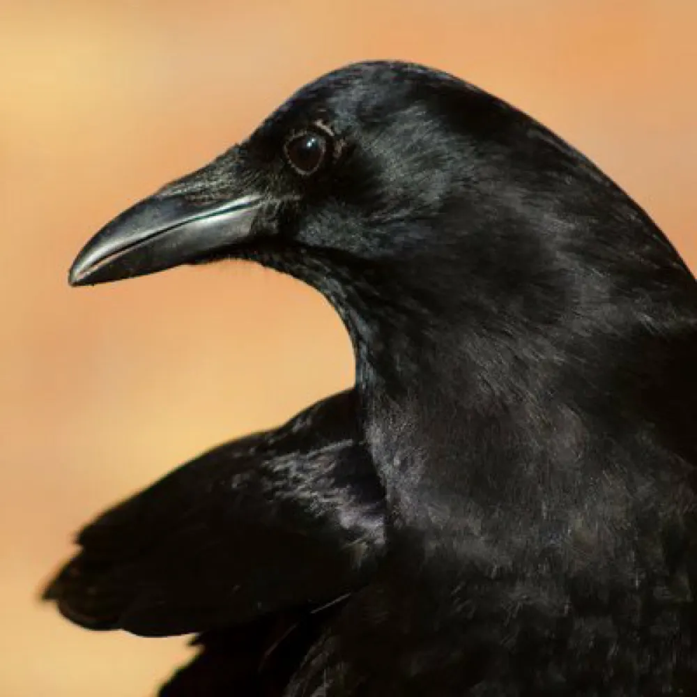 carlbergstrom.com's profile picture