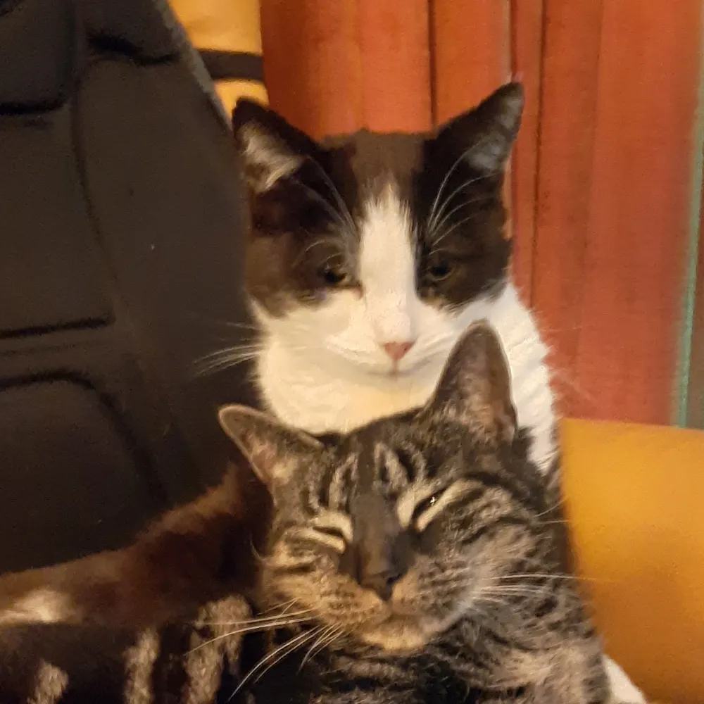 karelha.bsky.social's profile picture