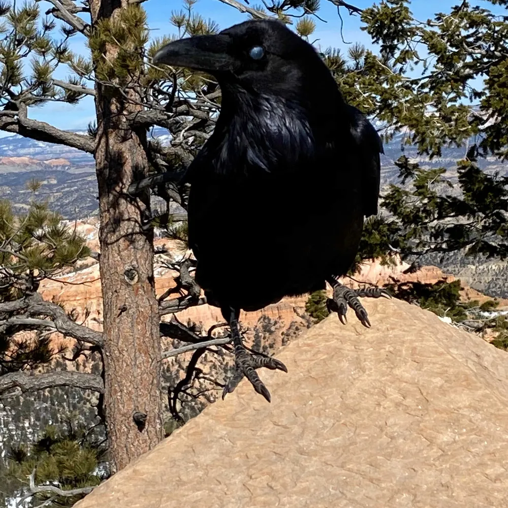 sodalis.bsky.social's profile picture