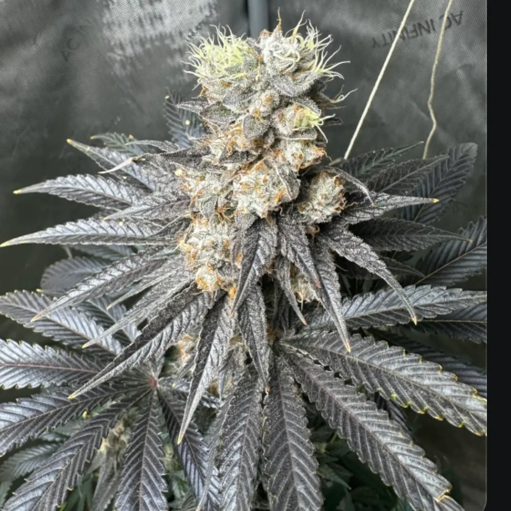 ggsd530.bsky.social's profile picture