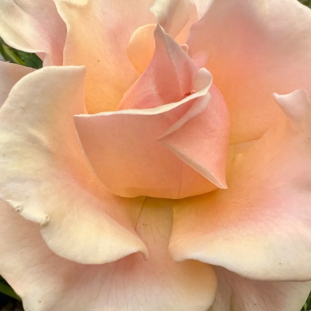 renaissancedreamer.bsky.social's profile picture