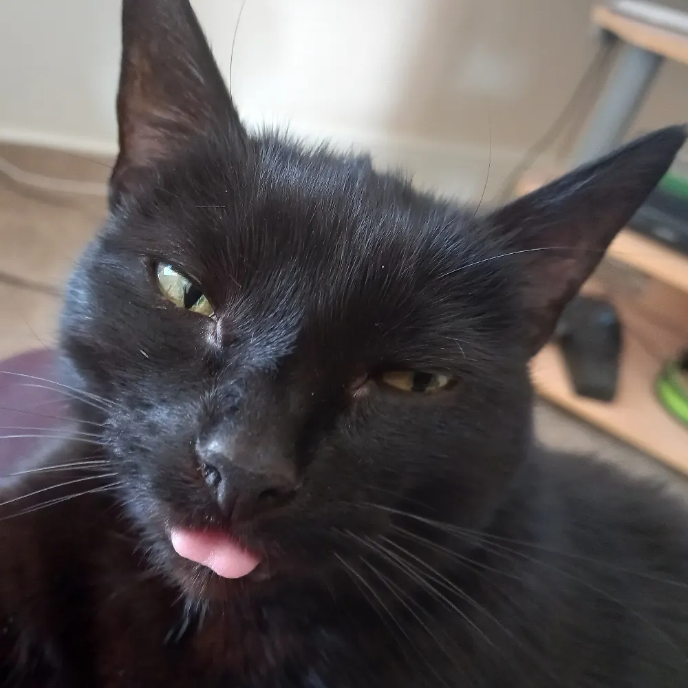 zephyrcoles.bsky.social's profile picture