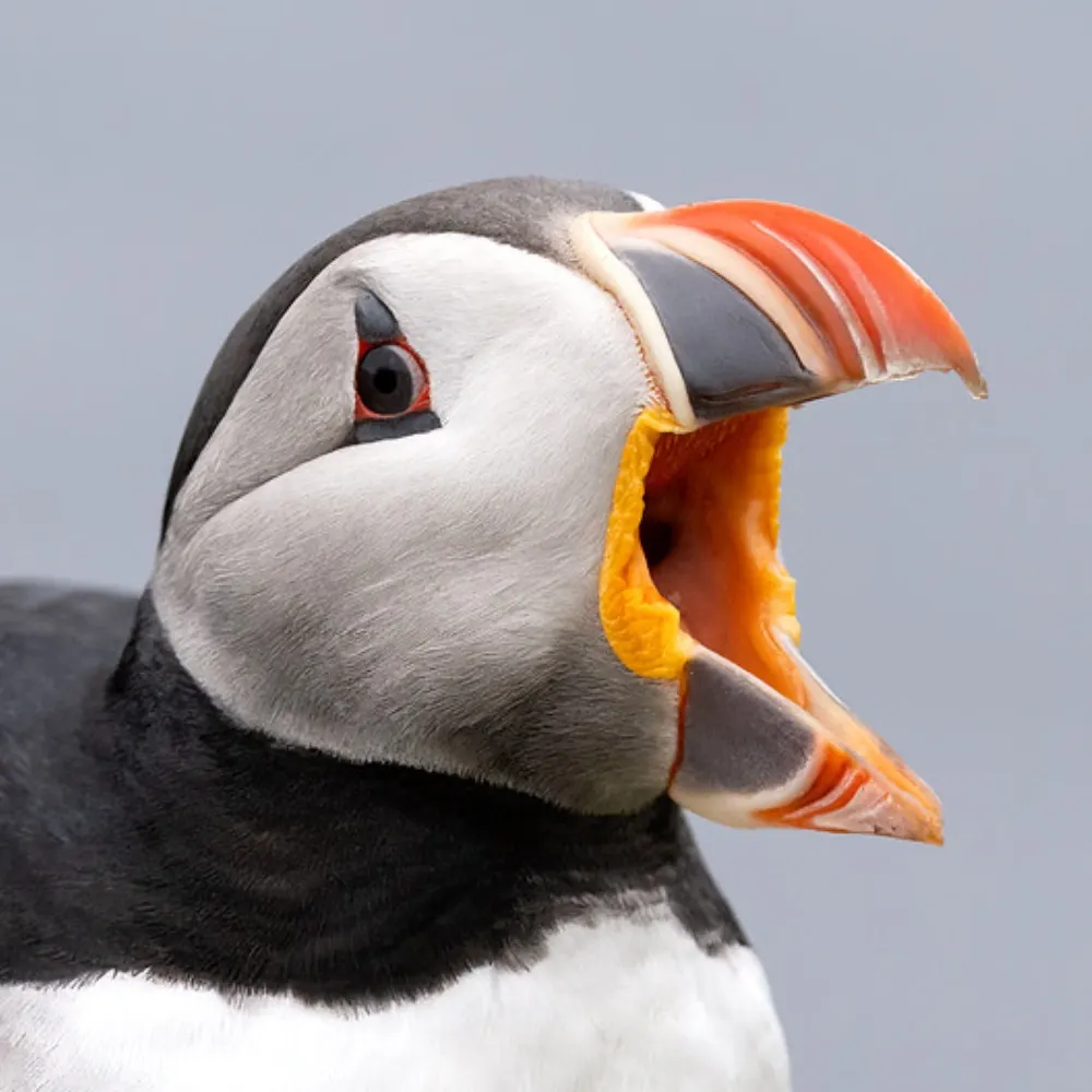 saintnick912.bsky.social's profile picture