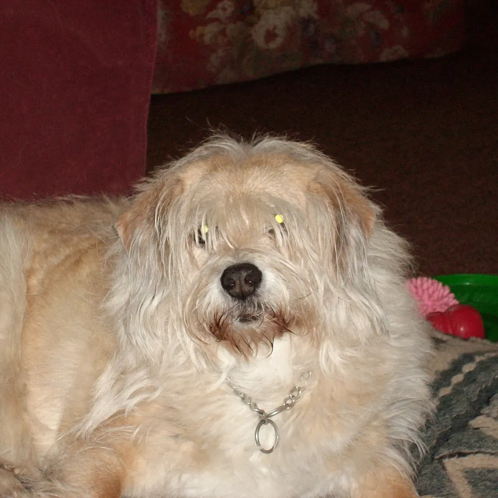 sirbustergoodoup.bsky.social's profile picture