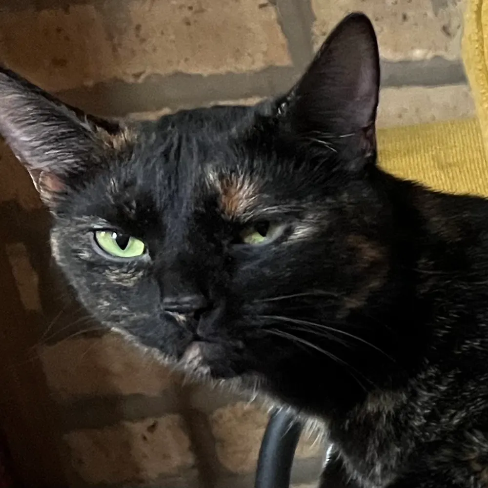 demsinarray.bsky.social's profile picture