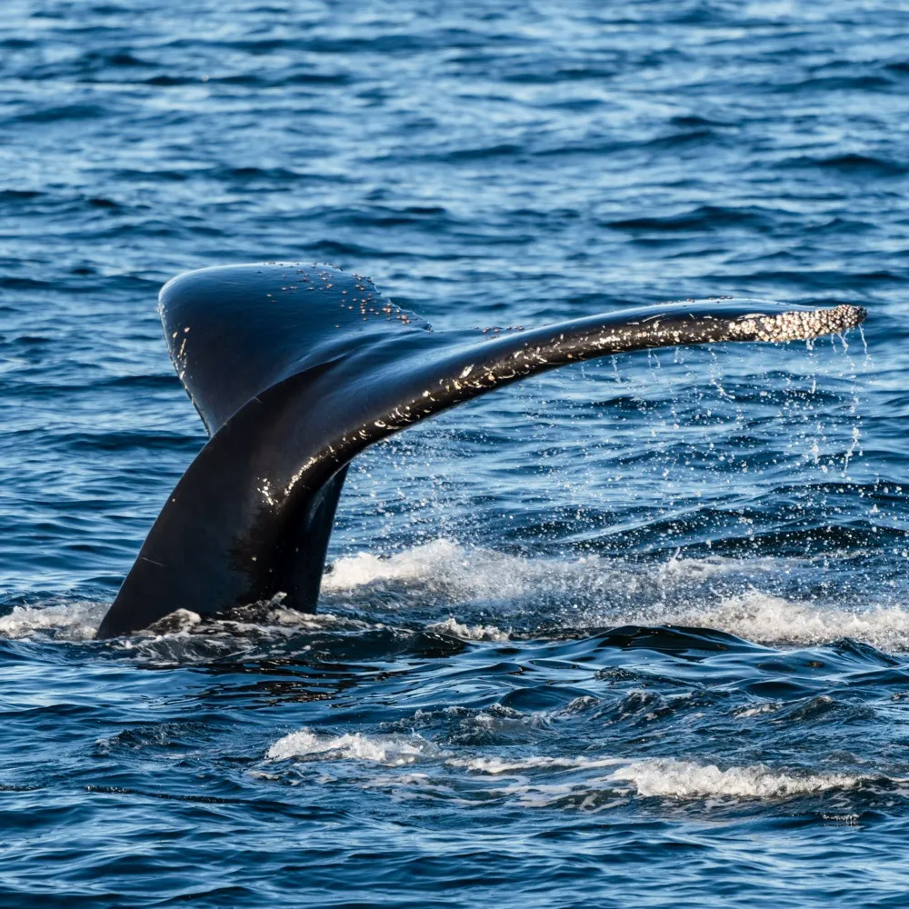 goodtroubleok.bsky.social's profile picture