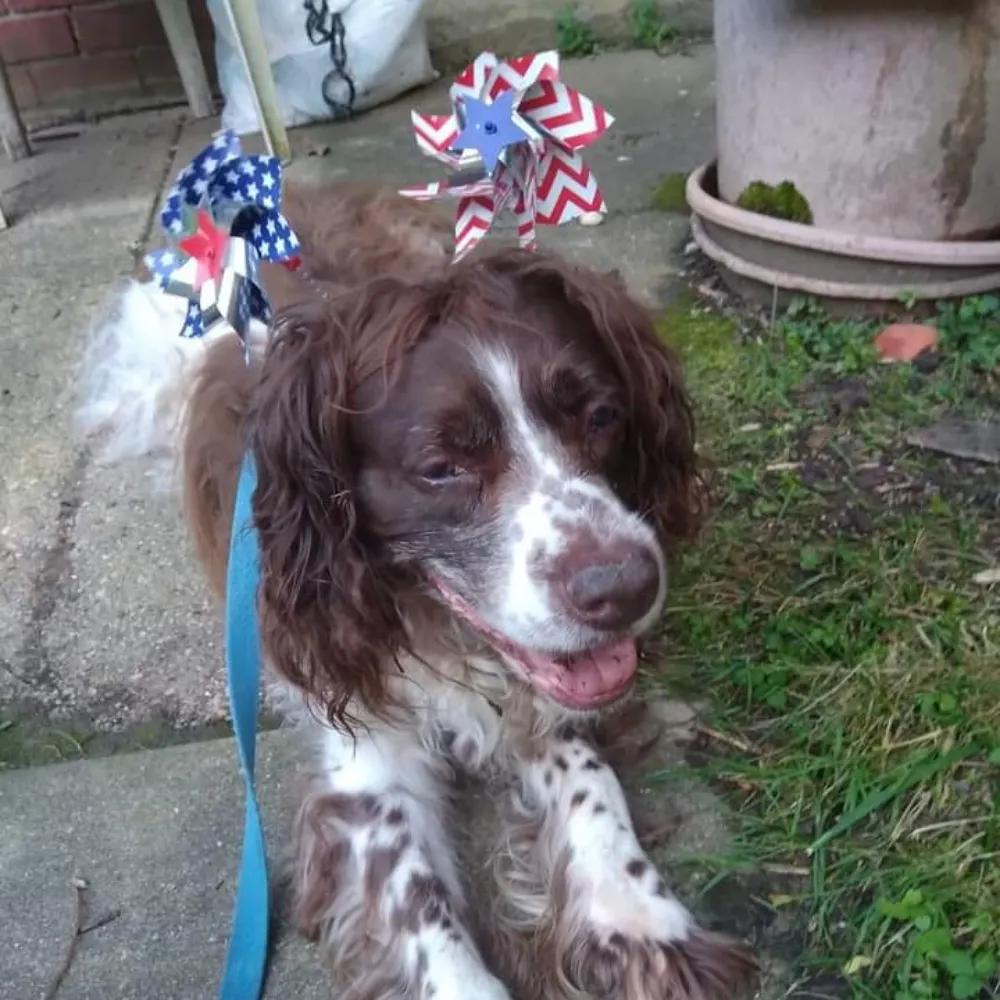 hopster51.bsky.social's profile picture