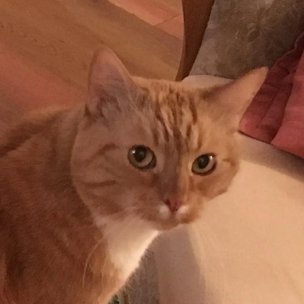 simlip.bsky.social's profile picture