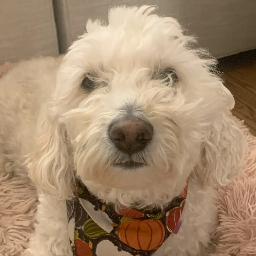 angold.bsky.social's profile picture