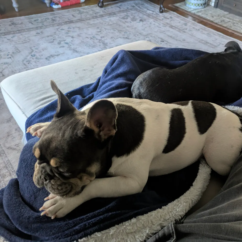 deadersesq.bsky.social's profile picture