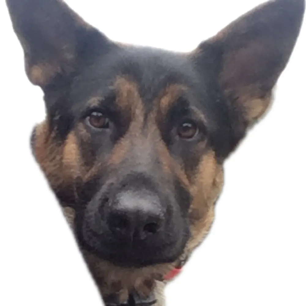 canadianrebel.bsky.social's profile picture