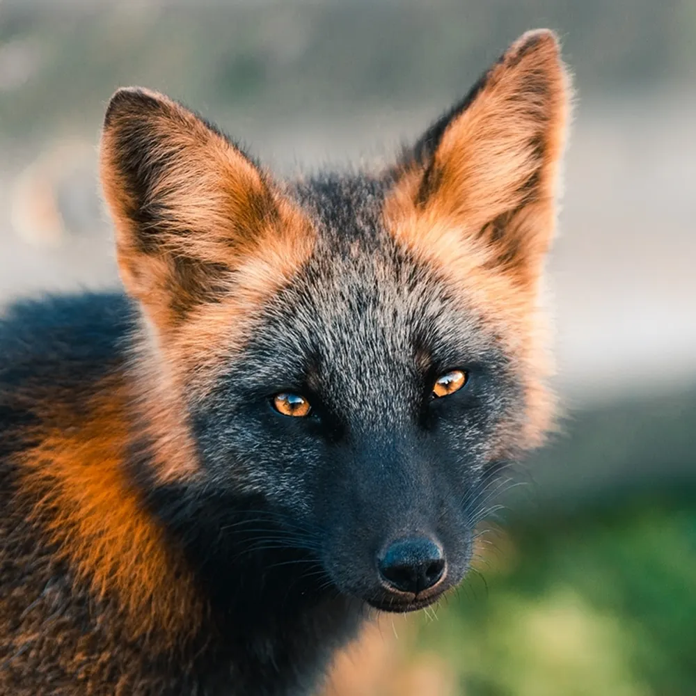 captainthefox.bsky.social's profile picture