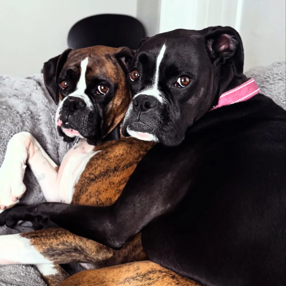 2dogphish.bsky.social's profile picture