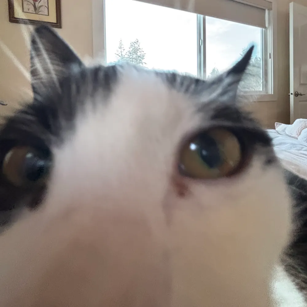 snickerdoodle233.bsky.social's profile picture