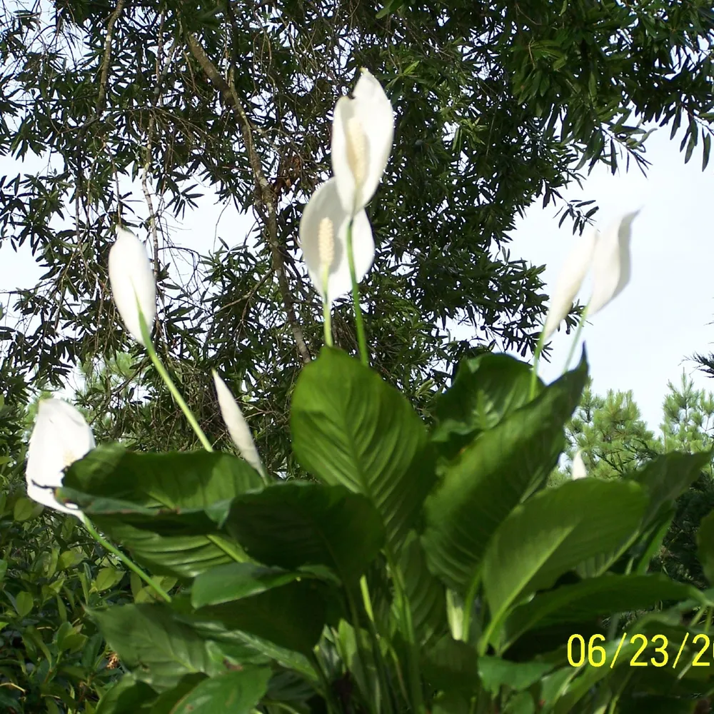 watershipdown-72.bsky.social's profile picture