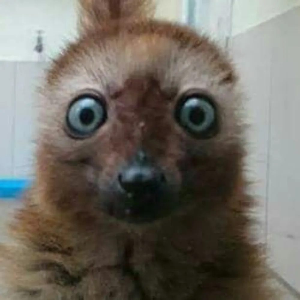 spraindsquirrel.bsky.social's profile picture