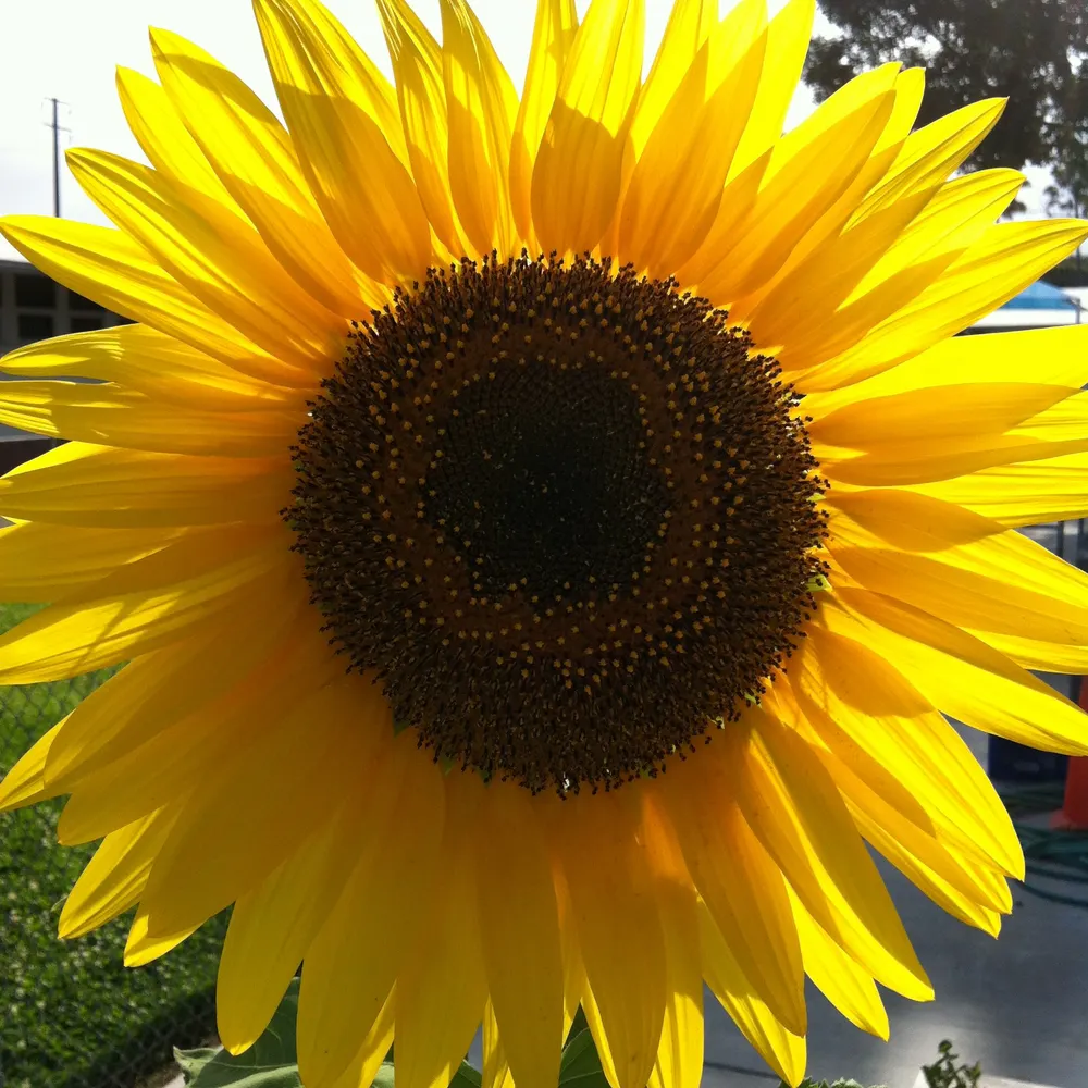 angelalalah.bsky.social's profile picture