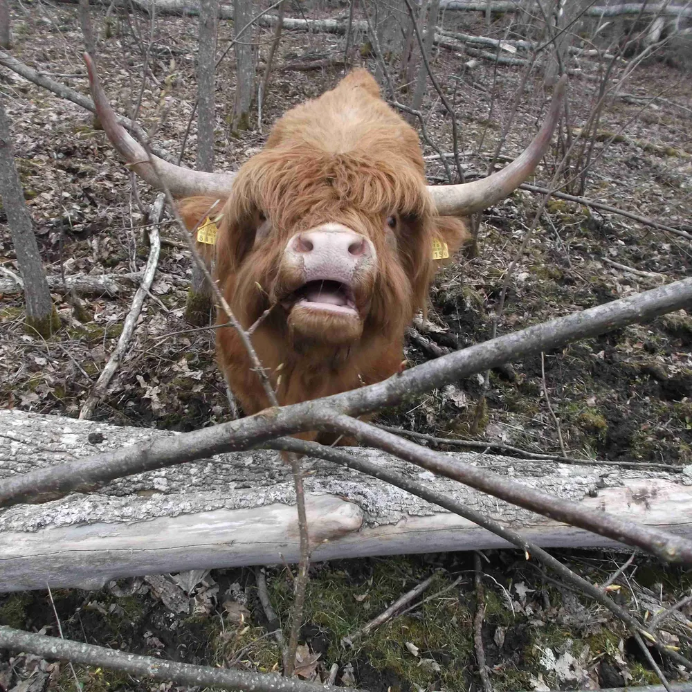 saepurusass.bsky.social's profile picture