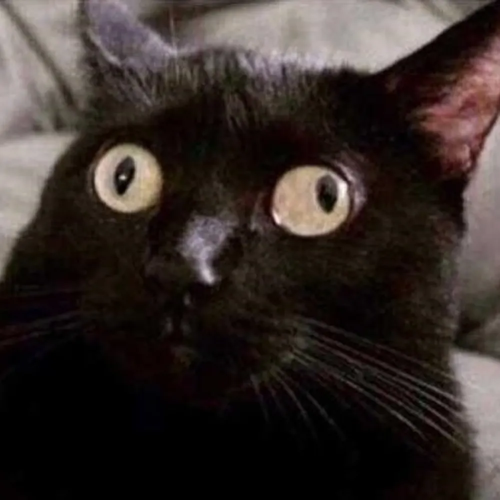 nukularbiskits.bsky.social's profile picture