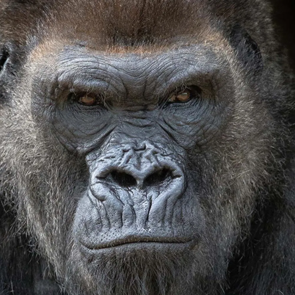 gagorilla.bsky.social's profile picture