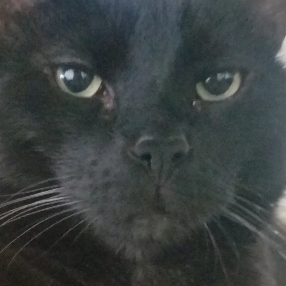 sinamingrrl.bsky.social's profile picture