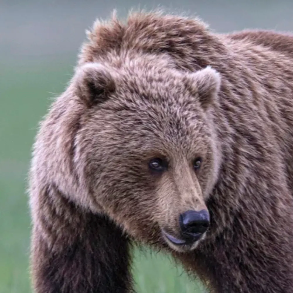 welladriansays.bsky.social's profile picture