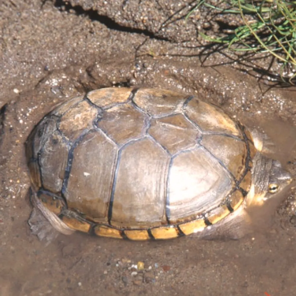 davelindsay.bsky.social's profile picture