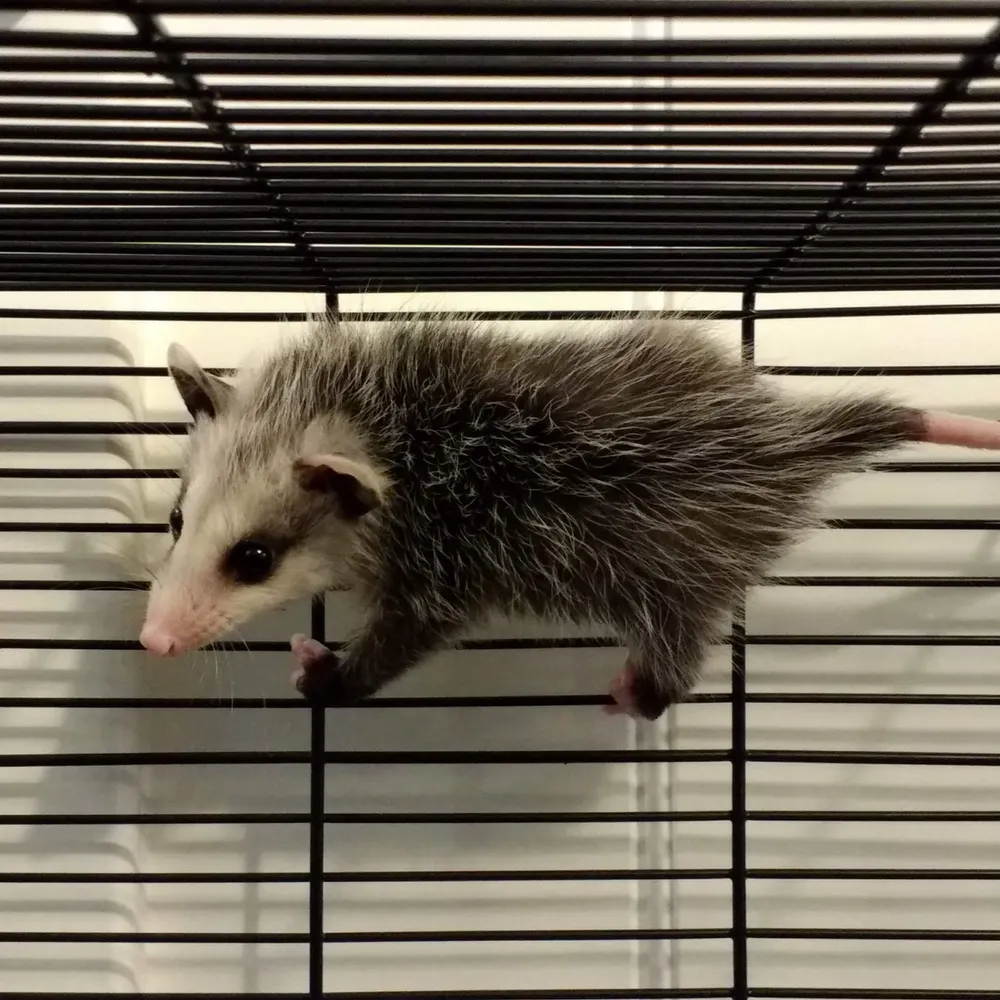 custardskunk.bsky.social's profile picture