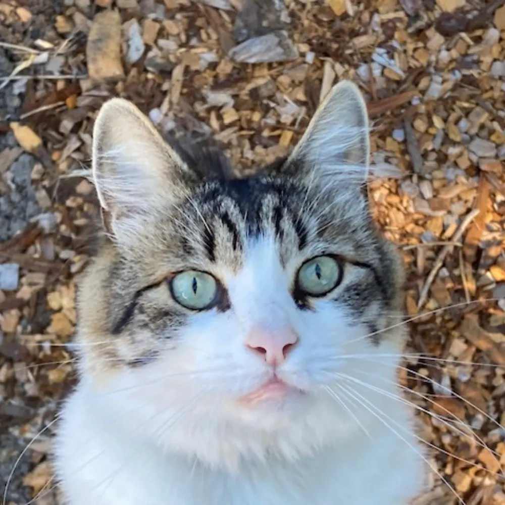 hobogue.bsky.social's profile picture