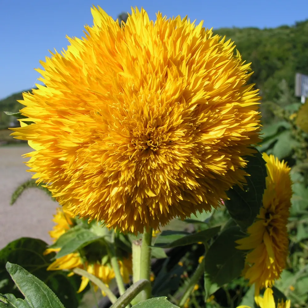 bluesos.bsky.social's profile picture