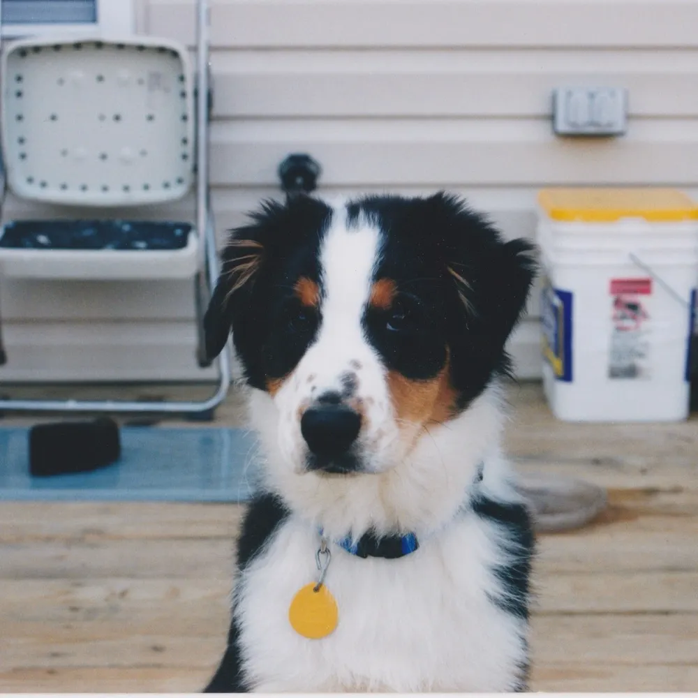 agileaussie.bsky.social's profile picture