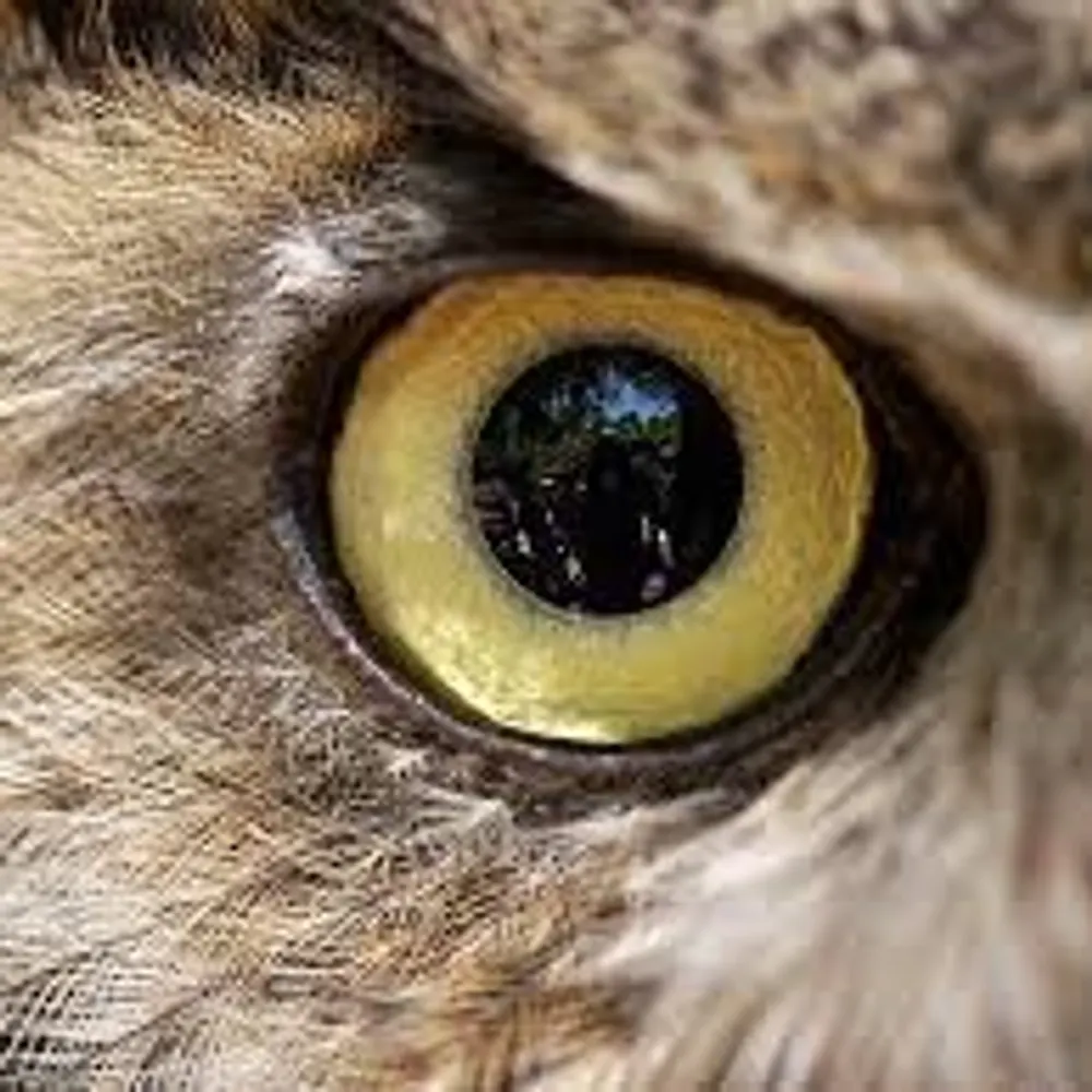 owlofthenorth.bsky.social's profile picture