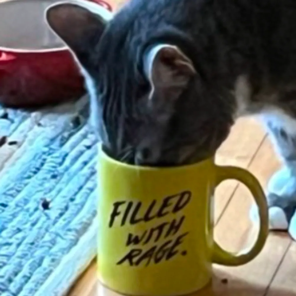 blobulouscat.bsky.social's profile picture