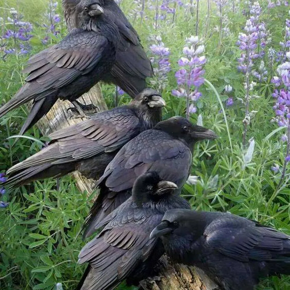 thenwmagpie.bsky.social's profile picture