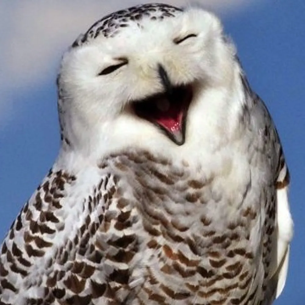 laughingowl.bsky.social's profile picture