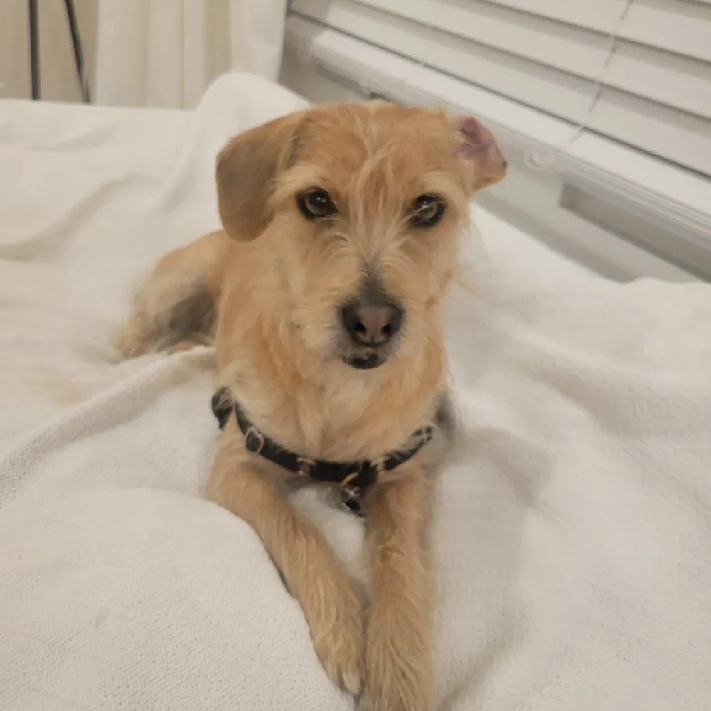 aramblinwreck.bsky.social's profile picture