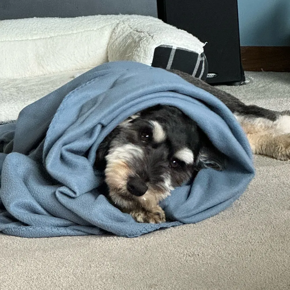 dom-do.bsky.social's profile picture