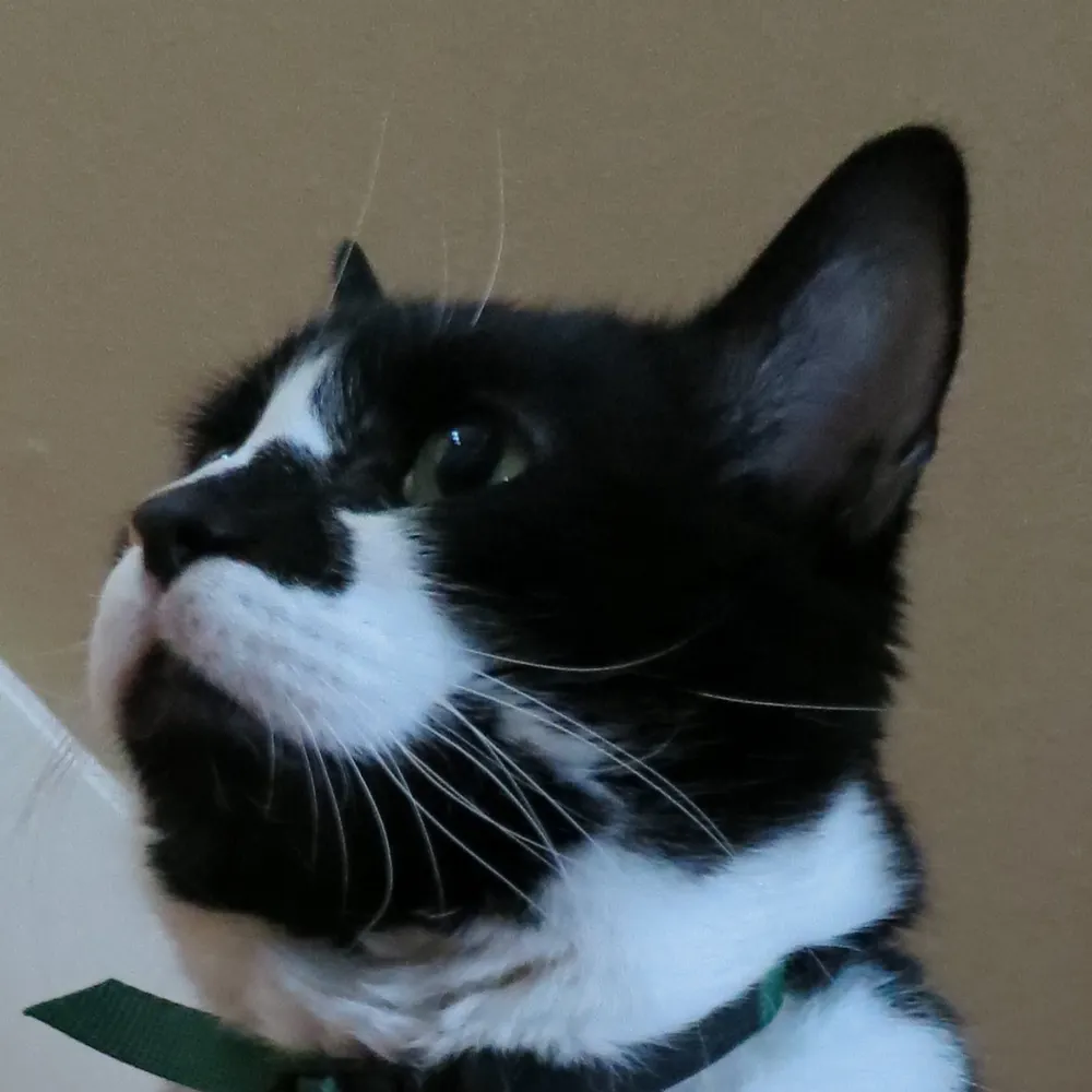 thomaslavoy.bsky.social's profile picture