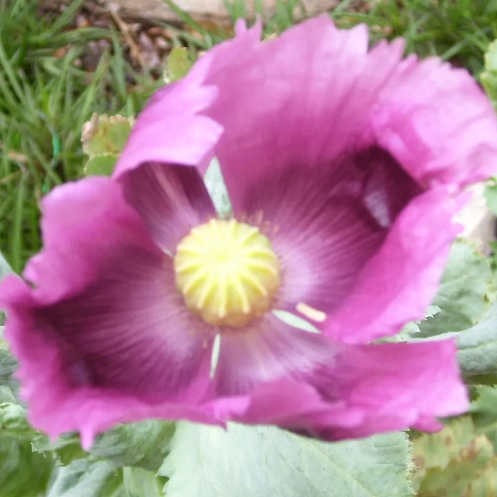 theetceteras.bsky.social's profile picture