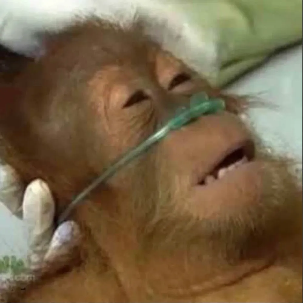 tocaculo.bsky.social's profile picture